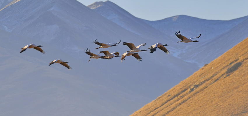 西藏黑颈鹤已有近万只