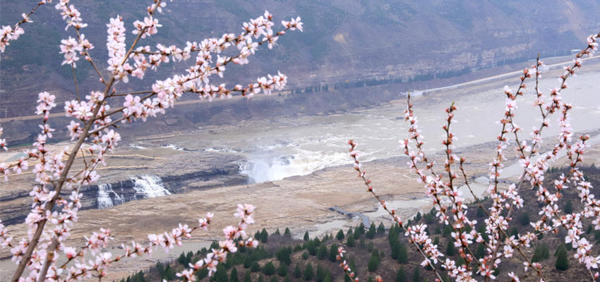 冬去春來，黃河壺口瀑布“桃花汛”在等你！