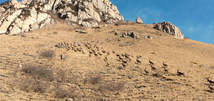新疆昭蘇夏塔景區：又見北山羊